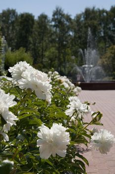 White flowers in a garden