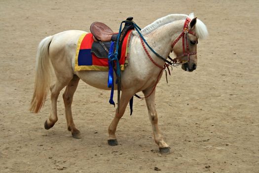 white horse with a saddle ready for a ride
