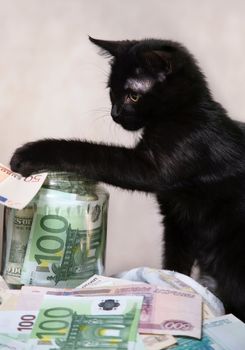 The black kitten plays with money