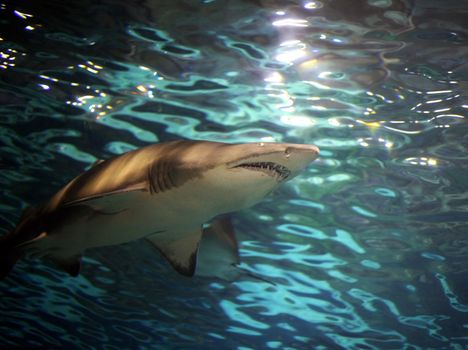 A grey shark, swimming underwater. Sunbeams are shining down through the water 