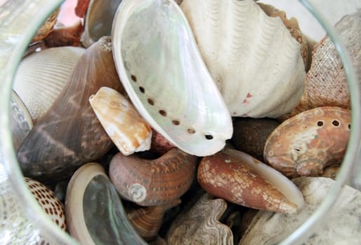 different types of seashells in a glass bowl

