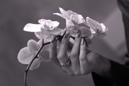 The female hand touches petals of an orchid. b/w