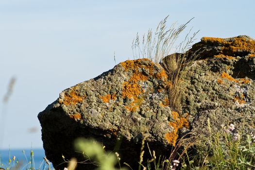 Grass grows on grey stones with moss