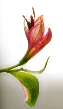 Bud of a flower on a light background