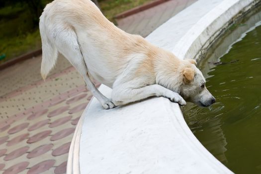 dog drinking water from a public fountain