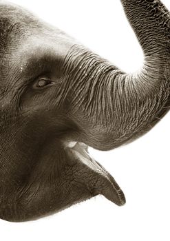 Portrait of the elephant close-up