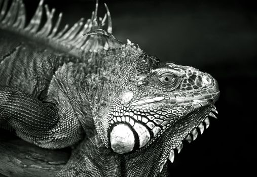 Portrait of a lizard close-up

