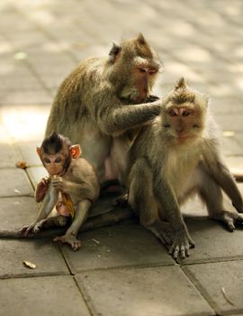 Family of monkeys. Bali a zoo. Indonesia
