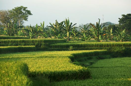 Rice field in Bali. Indonesia