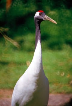 Red Crowned Crane