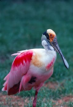 Roseate Spoonbill resting