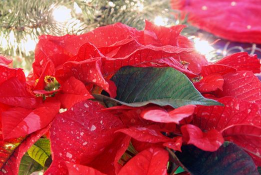 Horizontal image of red, speckled Christmas Poinsettias in the foreground and bright Christmas lights glowing in the background.