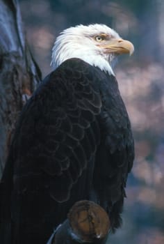 Bald Eagle on Tree