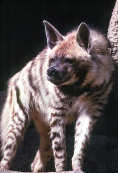 Close up of Hyena 
