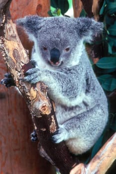 Koala on Eucalyptus tree
