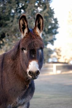 Vertical image of a cute brown donkey standing in his pasture, looking directly into the camera.