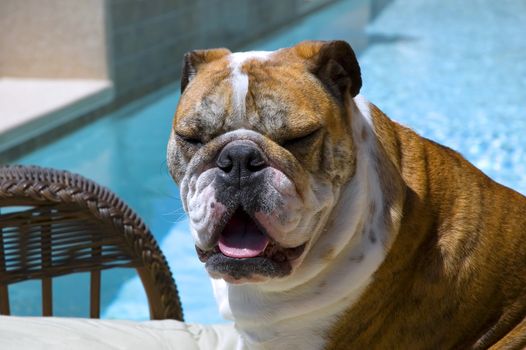 Posing bulldog near a swimming pool (too sunny to open my eyes!)