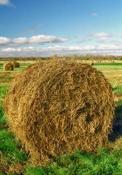 Intorted roll of hay on the aunumn field
