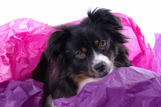 Horizontal image of a tri-colored miniature Australian Shepherd covered in brightly colored tissue paper against a white background