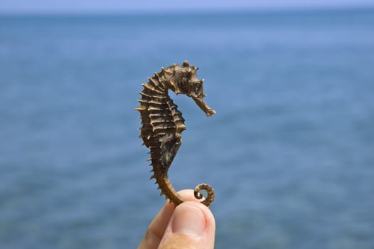 Holding a sea horse near the ocean