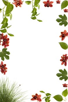 Beautiful floral frame with orchids, lady bug, fig and other plant leaves and grass