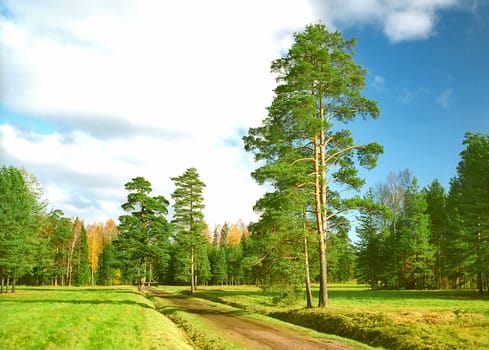 Way to the autumn park with pine trees