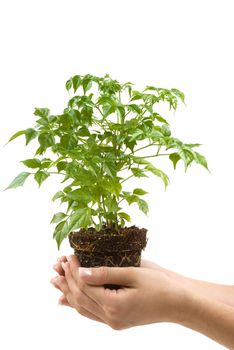 Teenager holding a plant (protecting the earth)