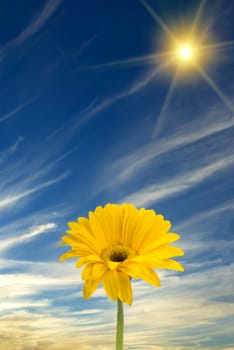 Daisy, sun, and blue sky