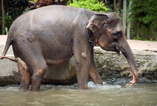 The elephant bathes in water
