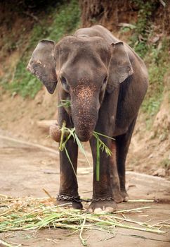 The big elephant eats a green grass 