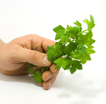 Human hand holding raspberry leaves isolated on white