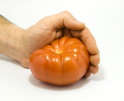 Human hand and tomato isolated on white