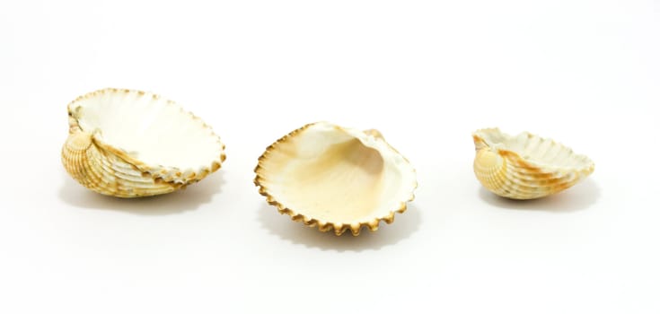 sea shells isolated on white