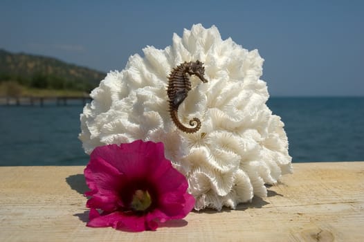 Coral, sea horse, and a tropical flower near the ocean