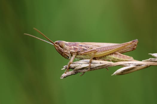 A close-up picture of a grasshopper.