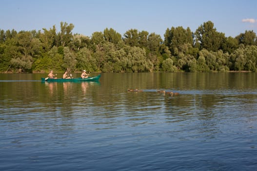 Oarsmen and the ducks on the Danube.