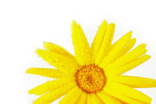 part of yellow daisy isolated on white