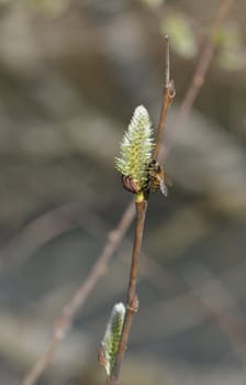 Close-up on a bee at right of a green bud with a blurred background