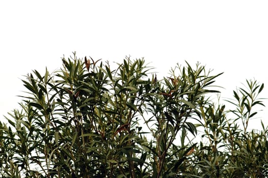 Nerium oleander plant leaves silhouette against a white background.