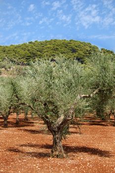 Olive trees plantation on the island of Zakynthos, Greece.