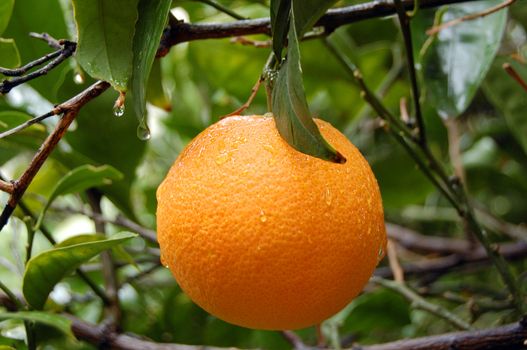 Fresh orange fruit on a branch after the rain.