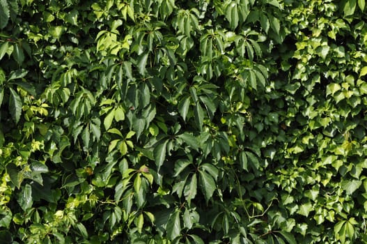 Green vegetation wall with lot of different sort of leafs