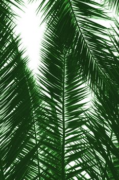 Palm tree leaves natural background. Isolated on white.