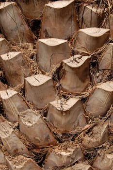 Palm tree trunk detail. Abstract background texture.