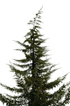 Pine tree silhouette isolated on white background.