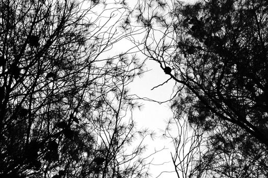 Pine tree branches isolated on white. Natural background.