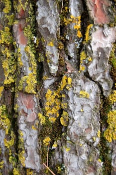 Pine tree trunk with yellow moss fungus. Abstract wood background texture detail.