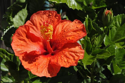 One big orange hibiscus flower with many water drops above green leafs