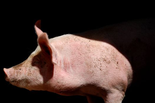 Portrait of a pig. Domestic farm mammal animal.