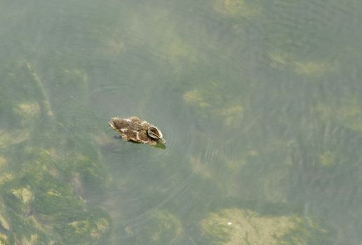 One little duckling alone on a green water